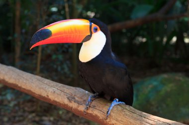 toco toucan (ortak) açık havada