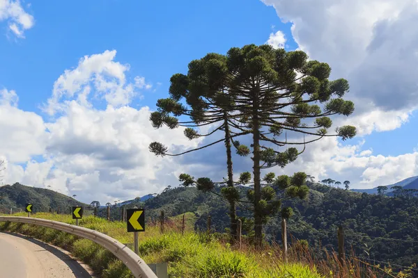 Araucaria angustifolia (pinheiro brasileiro) perto da estrada — Fotografia de Stock