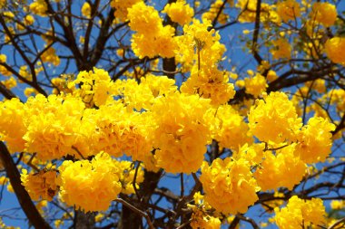 Ağaç Tabebuia aurea sarı çiçek