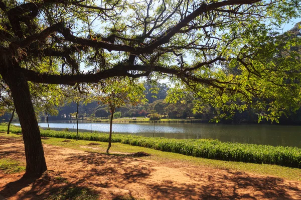 Drzewa tropikalnego parku ibirapuera jeziora, sao paulo, Brazylia — Zdjęcie stockowe