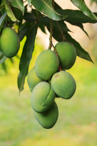 Un mucchio di mango verde sull'albero — Foto Stock