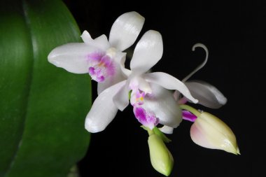 phalaenopsis orkide fimbriata çiçek siyah yakın çekim