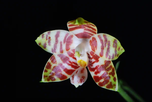 Orchidee, Phalaenopsis amboinensis auf schwarzem Hintergrund — Stockfoto