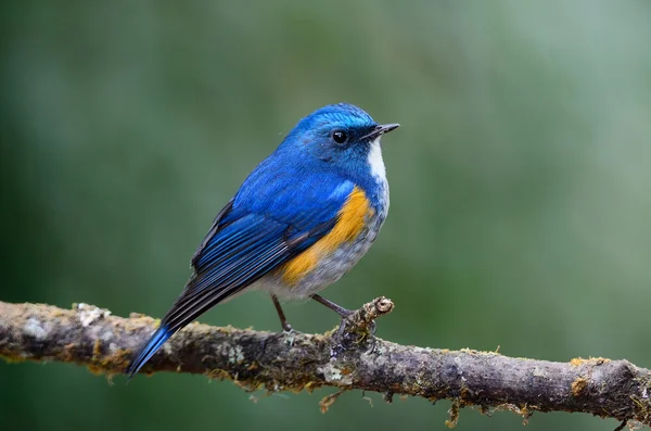 Himalayan Bluetail (male) on branch — Stock Photo, Image