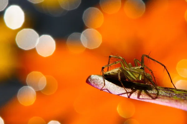 Smuk edderkop på orange baggrund - Stock-foto