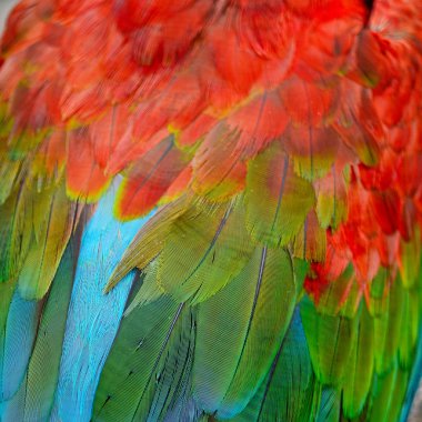 greenwinged Amerika papağanı tüyler