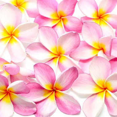 Plumeria