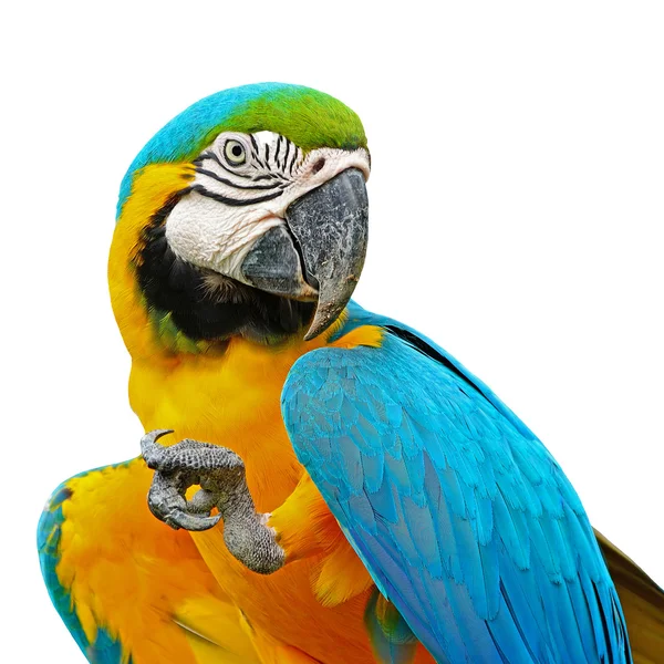 Blue and Gold Macaw — Stock Photo, Image