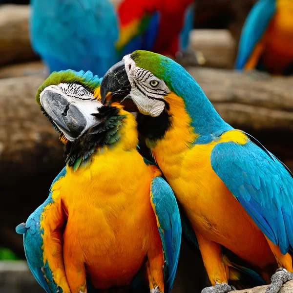 Blå och guld Macaw — Stockfoto