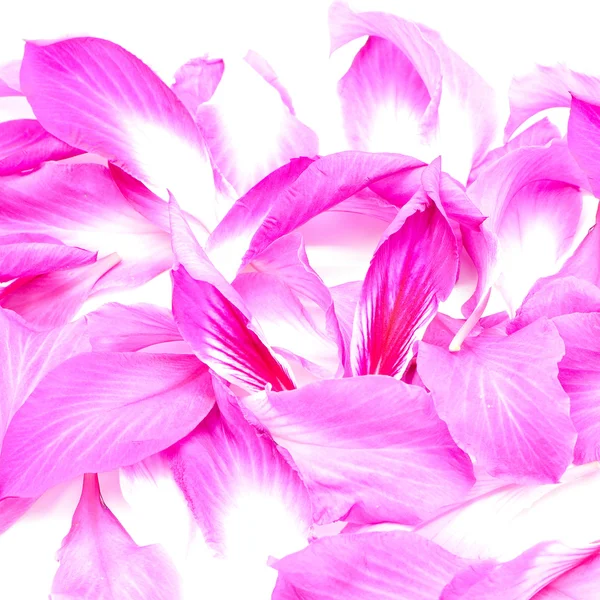 Bauhinia — Stock Photo, Image