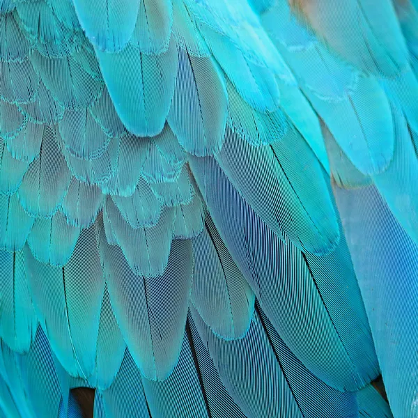 Blue and Gold Macaw feathers — Stock Photo, Image