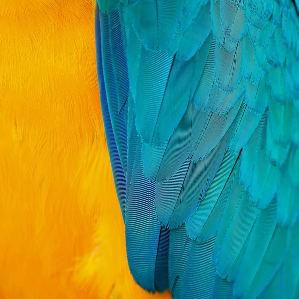 Blue and Gold Macaw feathers — Stock Photo, Image