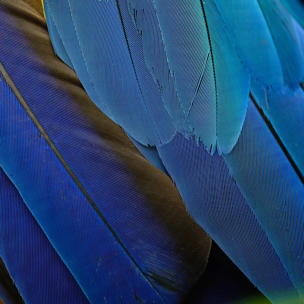 Penas de arara azul e dourada — Fotografia de Stock