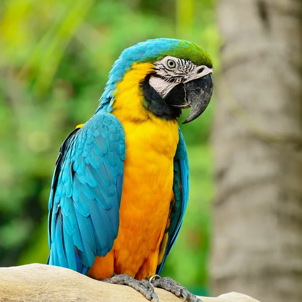 Modrý a zlatý macaw — Stock fotografie