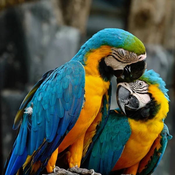 Blå och guld Macaw — Stockfoto