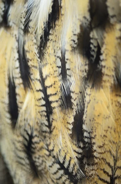 Eurasian Eagle Owl feathers — Stock Photo, Image