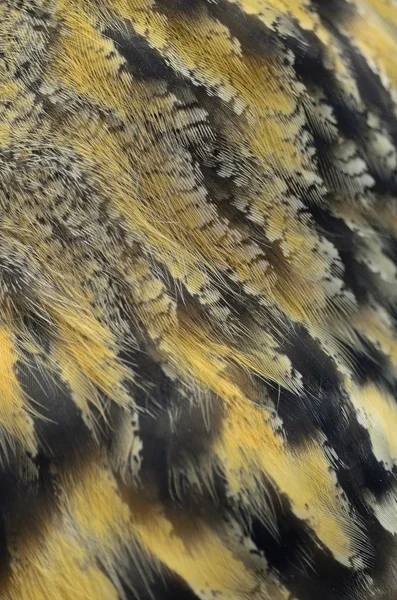 Penas de coruja de águia eurasiana — Fotografia de Stock