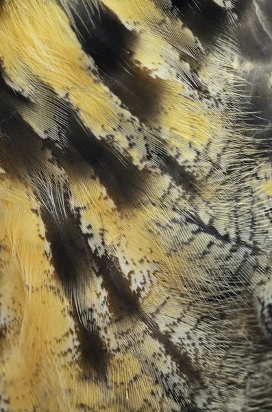 Eurasian Eagle Owl feathers — Stock Photo, Image