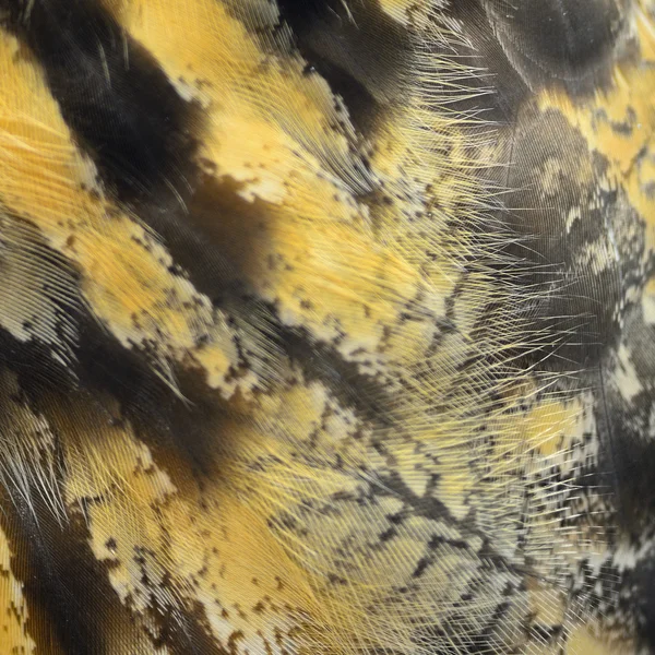 Eurasiatica Aquila gufo piume — Foto Stock