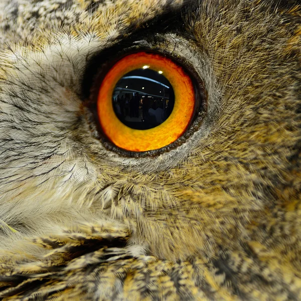 Eurasian Eagle Owl — Stock Photo, Image