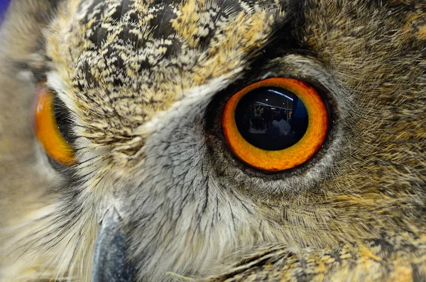 Eurasian Eagle Owl — Stock Photo, Image