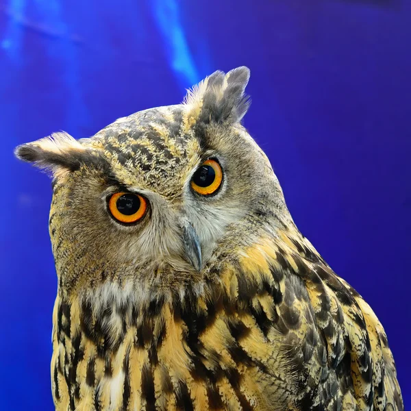 Eurasian Eagle Owl — Stock Photo, Image