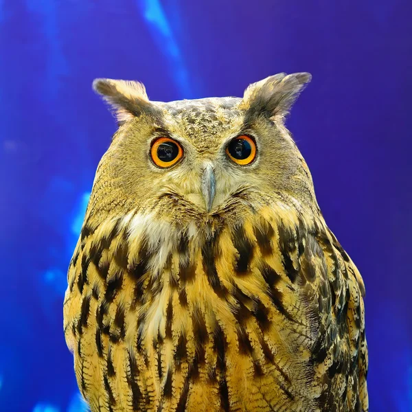 Eurasian Eagle Owl — Stock Photo, Image