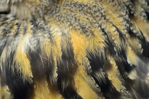 Eurasian Eagle Owl feathers — Stock Photo, Image