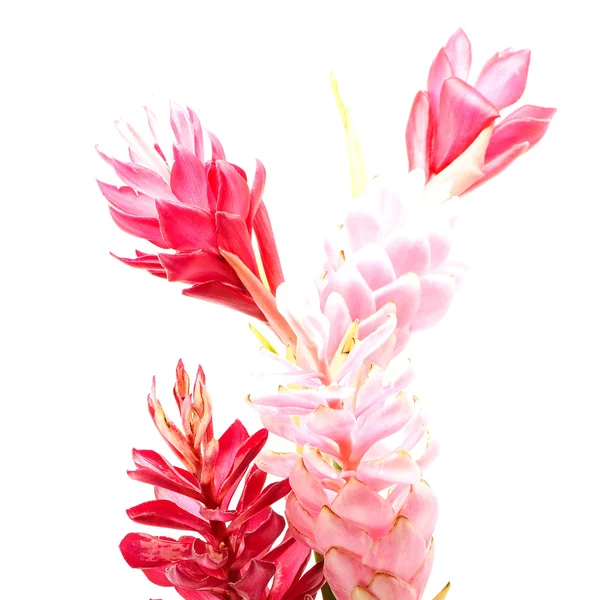 Ingefära blomma — Stockfoto