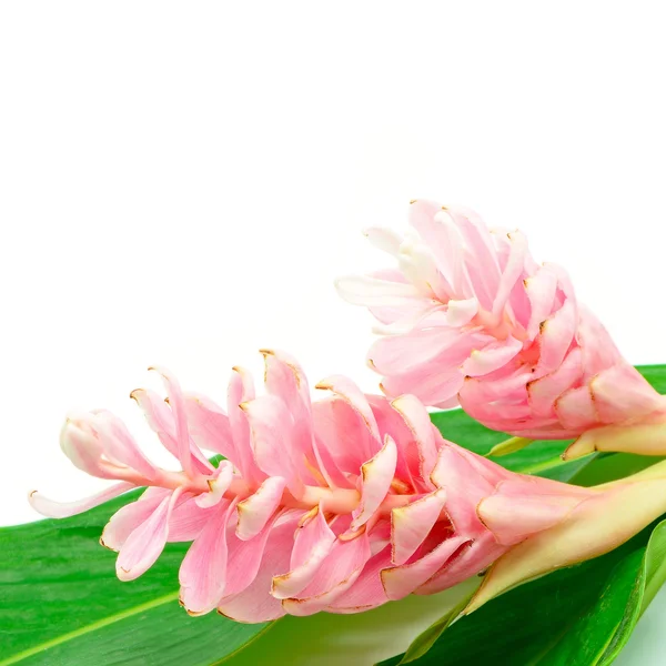 Ginger flower — Stock Photo, Image