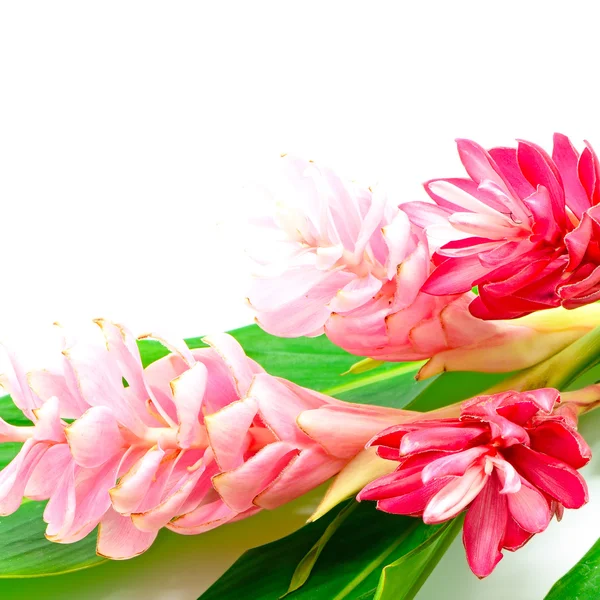 Zencefil çiçeği — Stok fotoğraf