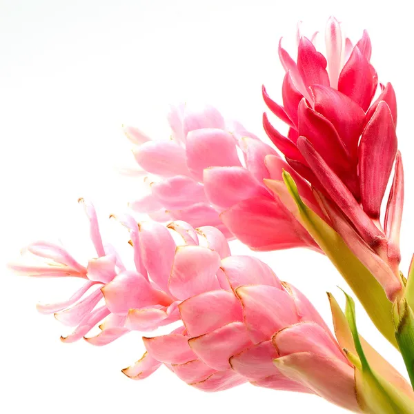 Ginger flower — Stock Photo, Image