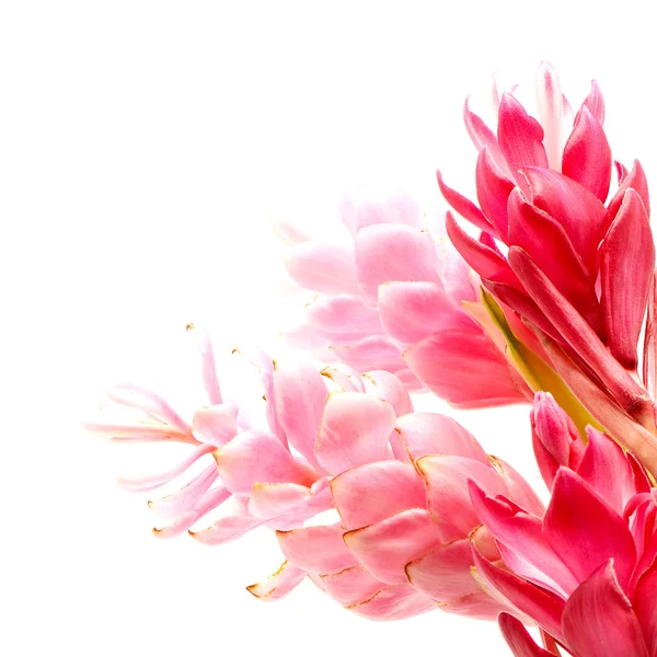 Ginger flower — Stock Photo, Image