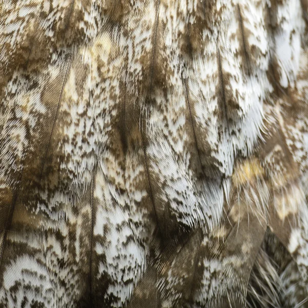 Grandes plumas de búho gris — Foto de Stock