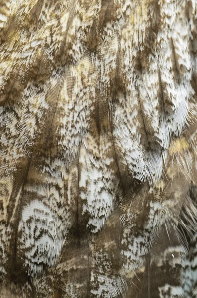 Great Grey Owl feathers — Stock Photo, Image