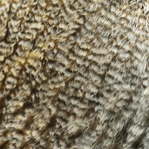 Grote grijze uil veren — Stockfoto