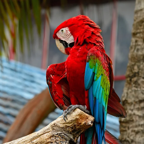 Greenwinged Amerika papağanı — Stok fotoğraf