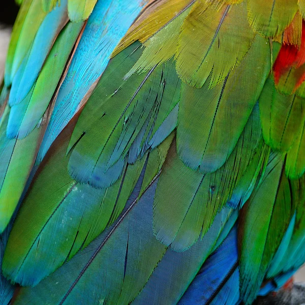 Greenwinged papoušek peří — Stock fotografie