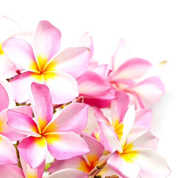 Plumeria — Stock Photo, Image