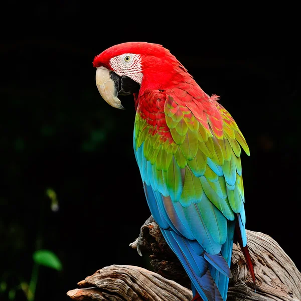 Arara-de-asa-verde — Fotografia de Stock