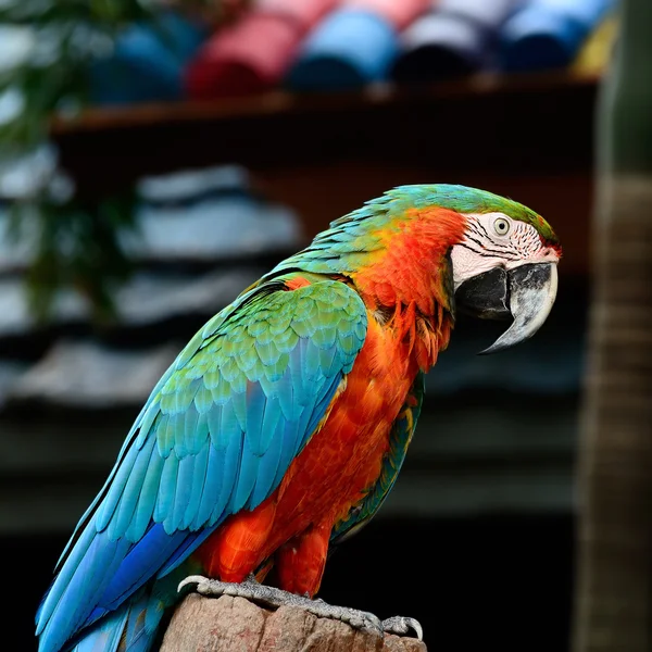 Palyaço Amerika papağanı — Stok fotoğraf