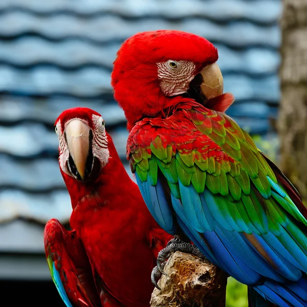Greenwinged Macaw — Stock Photo, Image