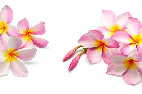 Frangipani — Stockfoto