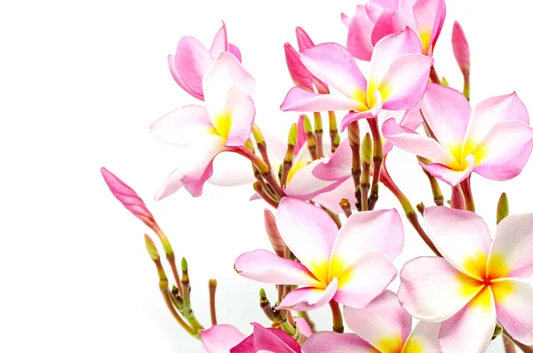 Plumeria — Fotografia de Stock