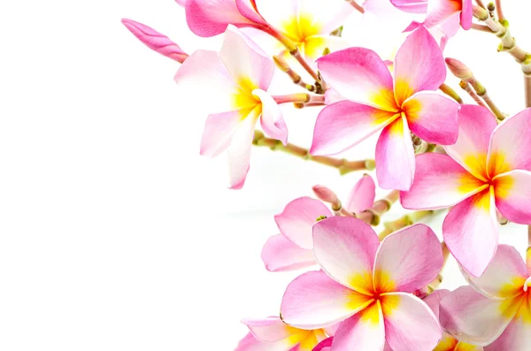 Plumeria — Stok fotoğraf