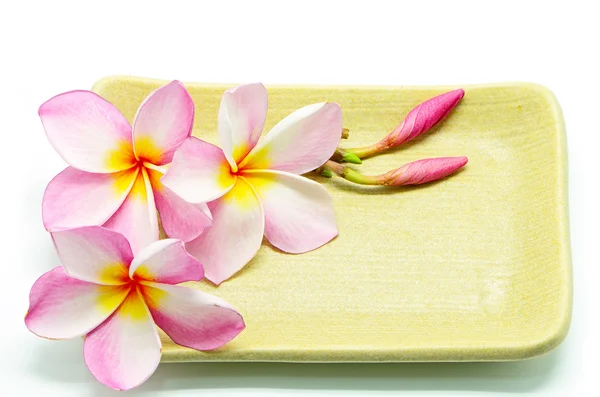 Plumeria — Stock Photo, Image