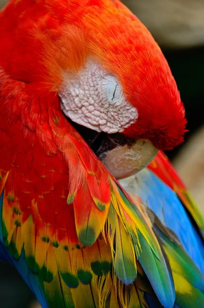 Guacamayo escarlata — Foto de Stock