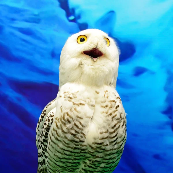 นกฮูกหิมะ — ภาพถ่ายสต็อก