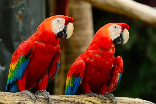 Scarlet Macaw — Stock Photo, Image