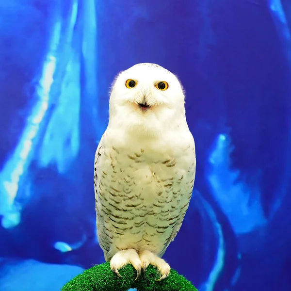 Snowy Owl — Stock Photo, Image